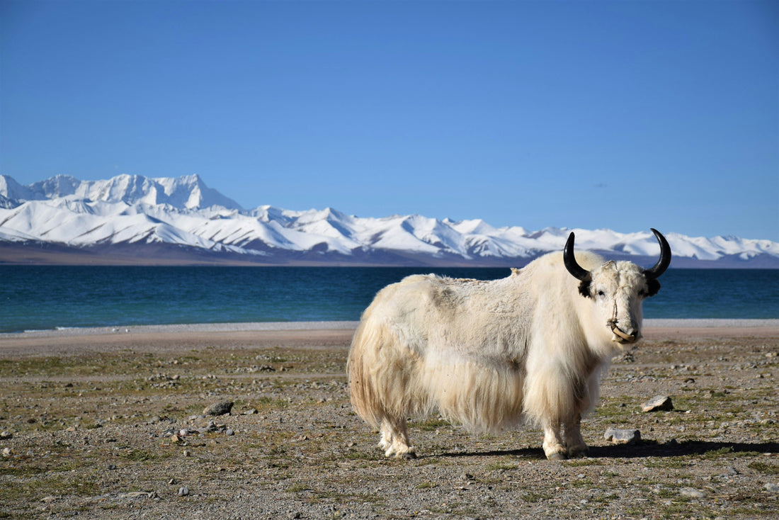 Yak Leather: SUPERLEATHER! The Buttery Soft Upgrade Your Shoes Need